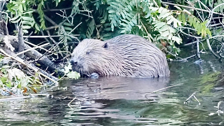 Beaver on the edge of a lake, eating vegetation.